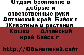 Отдам бесплатно в добрые и ответственные руки - Алтайский край, Бийск г. Животные и растения » Кошки   . Алтайский край,Бийск г.